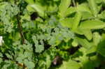 Waxyleaf meadow-rue